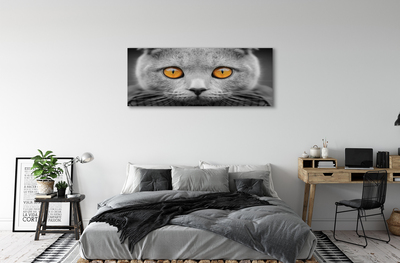 Tableaux sur toile canvas Chat gris britannique