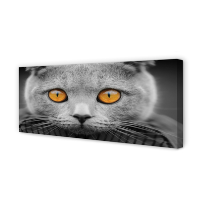 Tableaux sur toile canvas Chat gris britannique