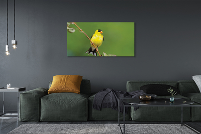 Tableaux sur toile canvas Perroquet jaune