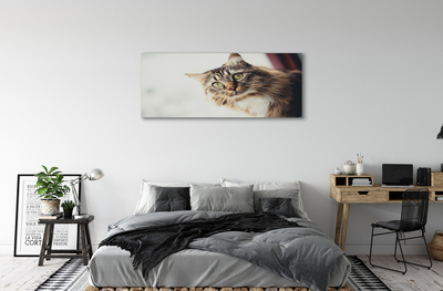 Tableaux sur toile canvas Maine coon cat