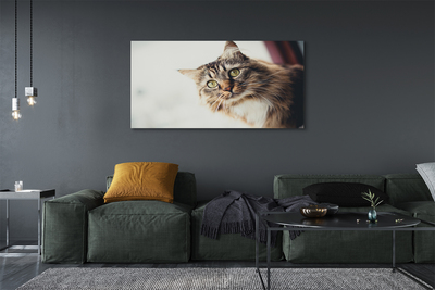 Tableaux sur toile canvas Maine coon cat