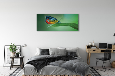 Tableaux sur toile canvas Feuille papillon coloré
