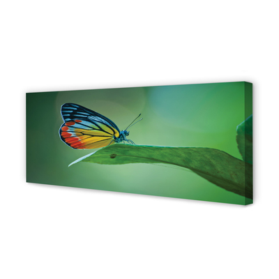 Tableaux sur toile canvas Feuille papillon coloré