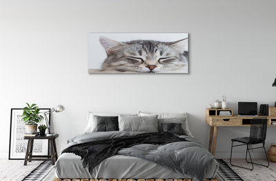 Tableaux sur toile canvas Chat endormi