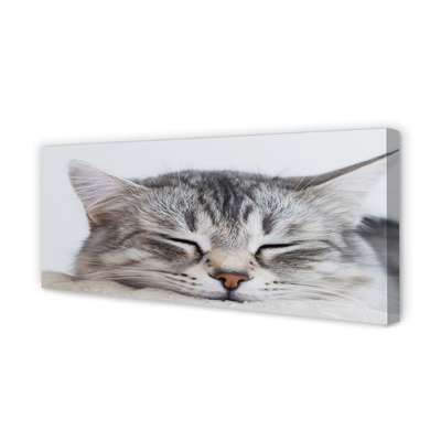 Tableaux sur toile canvas Chat endormi