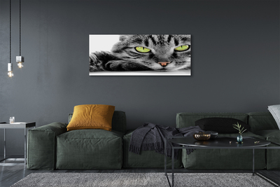 Tableaux sur toile canvas Chat gris-noir