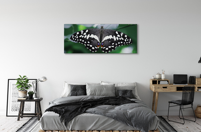 Tableaux sur toile canvas Feuilles de papillon coloré