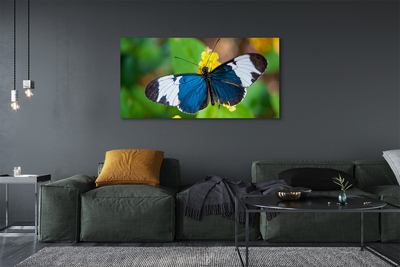 Tableaux sur toile canvas Papillon coloré sur les fleurs