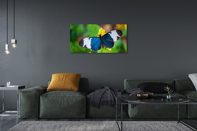 Tableaux sur toile canvas Papillon coloré sur les fleurs