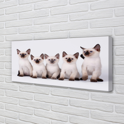 Tableaux sur toile canvas Petits chats