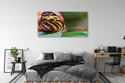 Tableaux sur toile canvas Papillon