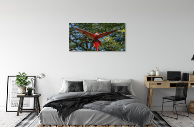 Tableaux sur toile canvas Perroquet ara