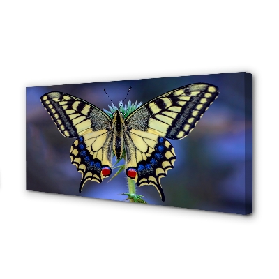 Tableaux sur toile canvas Papillon sur une fleur