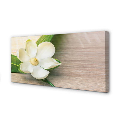 Tableaux sur toile canvas Magnolia blanc