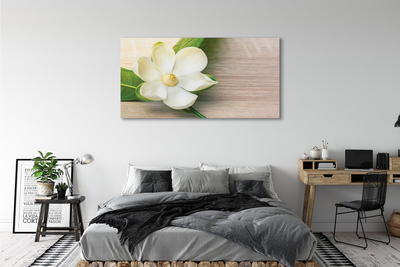 Tableaux sur toile canvas Magnolia blanc