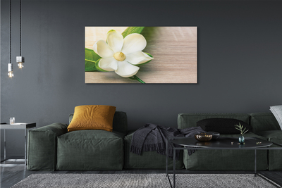 Tableaux sur toile canvas Magnolia blanc