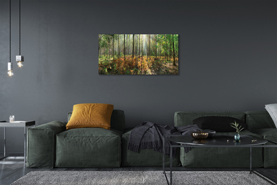 Tableaux sur toile canvas Arbre bouleau forêt