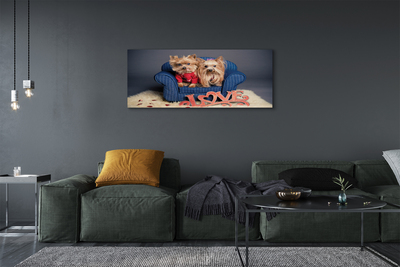 Tableaux sur toile canvas Yorkie