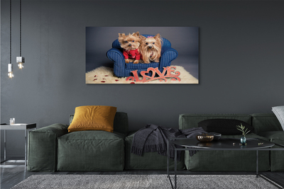 Tableaux sur toile canvas Yorkie