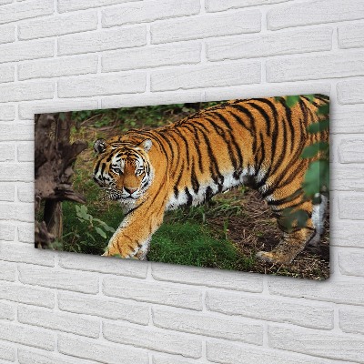 Tableaux sur toile canvas Tiger woods