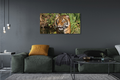Tableaux sur toile canvas Tiger woods