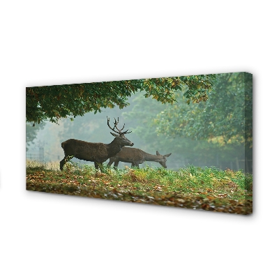 Tableaux sur toile canvas Cerf forêt d'automne