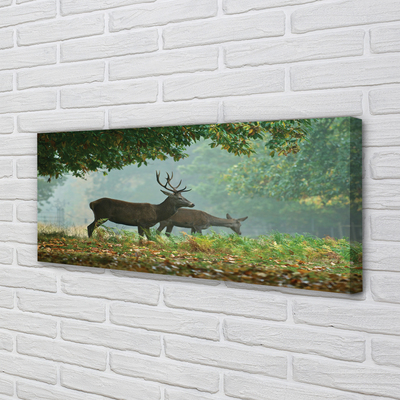 Tableaux sur toile canvas Cerf forêt d'automne