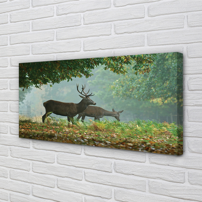 Tableaux sur toile canvas Cerf forêt d'automne