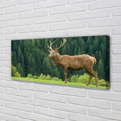 Tableaux sur toile canvas Cerfs communs dans le domaine