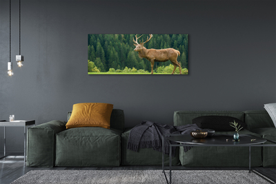 Tableaux sur toile canvas Cerfs communs dans le domaine