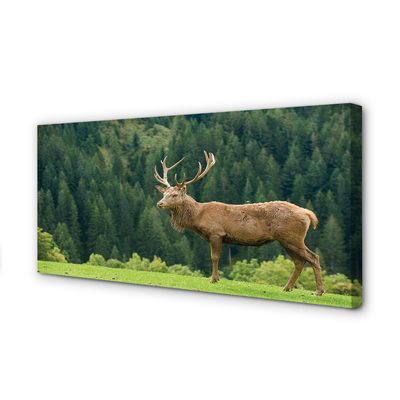 Tableaux sur toile canvas Cerfs communs dans le domaine