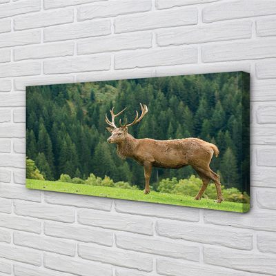 Tableaux sur toile canvas Cerfs communs dans le domaine