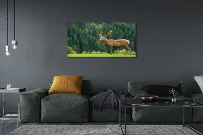 Tableaux sur toile canvas Cerfs communs dans le domaine