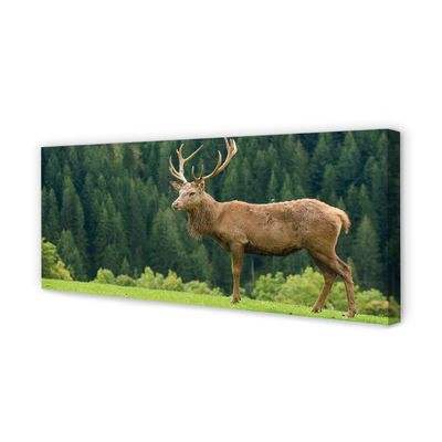 Tableaux sur toile canvas Cerfs communs dans le domaine