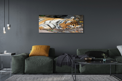 Tableaux sur toile canvas Tigre couché