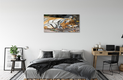 Tableaux sur toile canvas Tigre couché