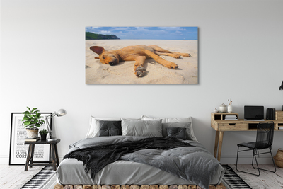 Tableaux sur toile canvas Couché plage de chien