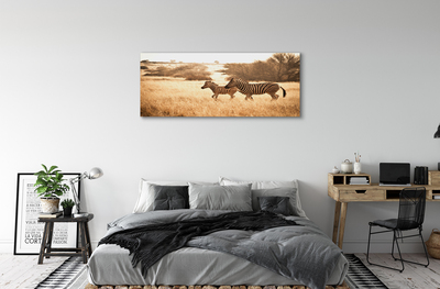 Tableaux sur toile canvas Zebra coucher du soleil sur le terrain