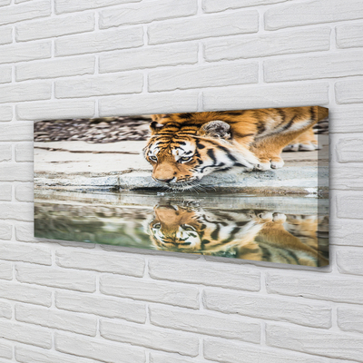 Tableaux sur toile canvas Boisson tigre