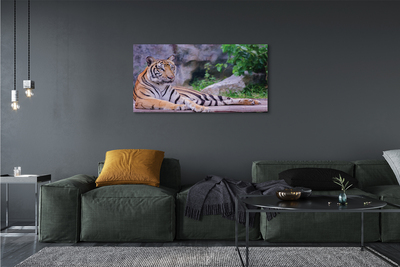 Tableaux sur toile canvas Tiger dans un zoo