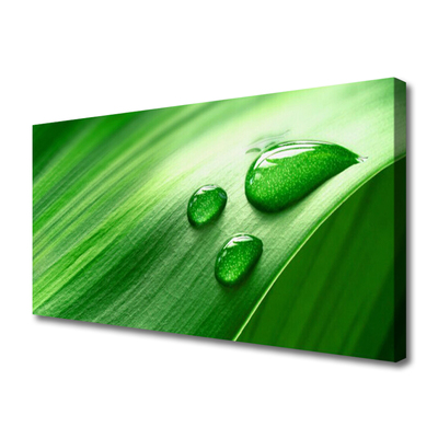 Tableaux sur toile Feuille eau gouttes floral vert