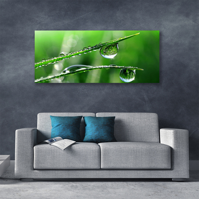 Tableaux sur toile Herbe gouttes de rosée floral vert