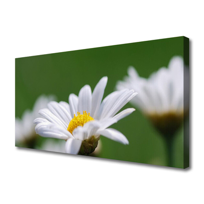 Tableaux sur toile Marguerite floral blanc jaune vert