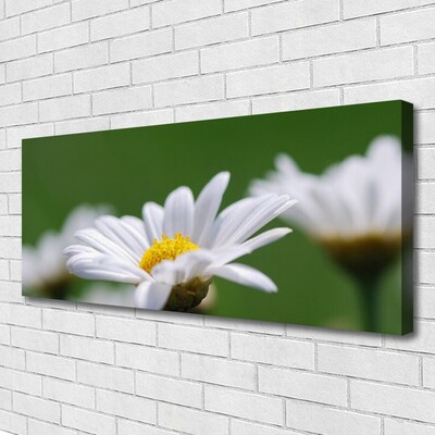 Tableaux sur toile Marguerite floral blanc jaune vert