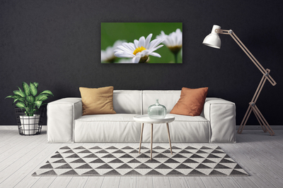 Tableaux sur toile Marguerite floral blanc jaune vert