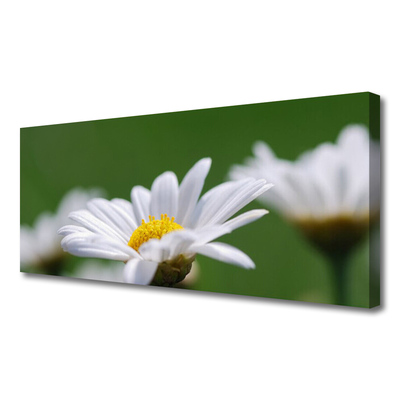 Tableaux sur toile Marguerite floral blanc jaune vert