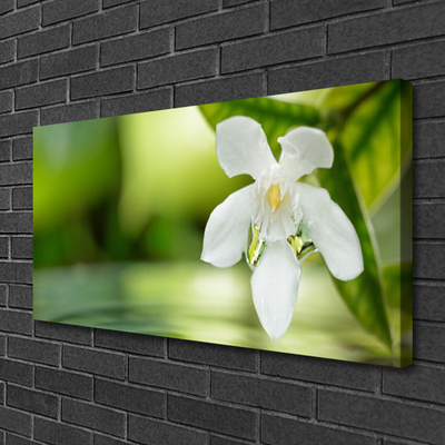 Tableaux sur toile Fleurs feuilles floral blanc vert