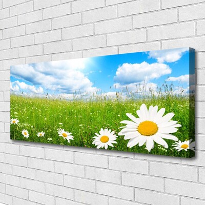 Tableaux sur toile Marguerite herbe nature blanc jaune vert