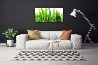 Tableaux sur toile Herbe floral vert