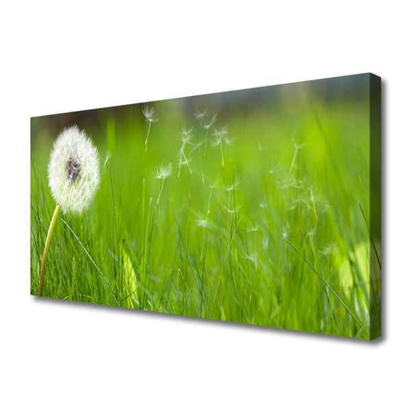 Tableaux sur toile Pissenlit herbe floral blanc vert